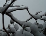 snowy-branches_8394981656_o.jpg