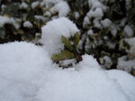 snowy-camellia-bud_8394988912_o.jpg