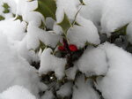 snowy-holly-berries_8394991436_o.jpg