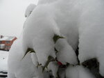 snowy-holly-tree_8393908427_o.jpg