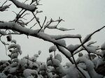 snowy-tree-branch_8393901381_o.jpg