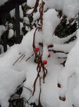 stray-cotoneaster-berries-in-the-snow_8393912739_o.jpg