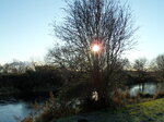 tree-by-selby-canal_6761967323_o.jpg