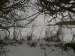 winter-through-a-hedge_8415209756_o.jpg